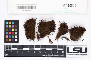 Schistidium platyphyllum image