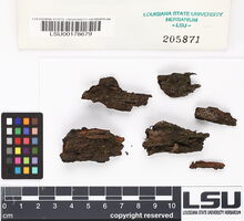Riccardia latifrons image