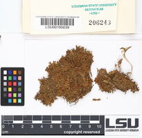 Spruceanthus olivaceus image