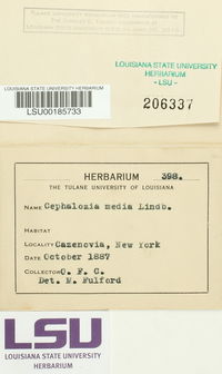 Fuscocephaloziopsis lunulifolia image