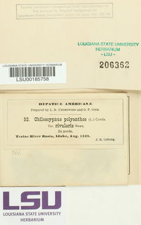 Chiloscyphus polyanthos var. rivularis image