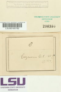 Conocephalum conicum image