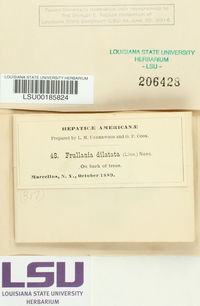Frullania brittoniae image