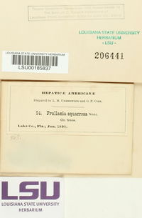 Frullania ericoides image