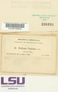Frullania virginica image
