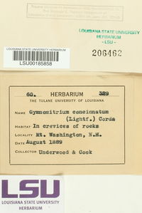 Gymnomitrion concinnatum image