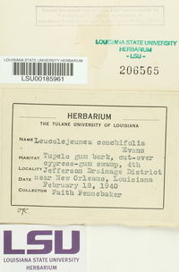 Cheilolejeunea conchifolia image
