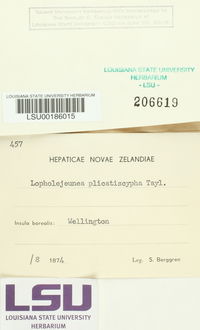Lopholejeunea plicatiscypha image