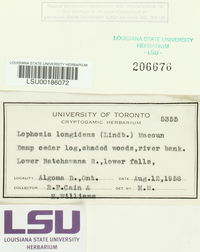 Lophoziopsis longidens image