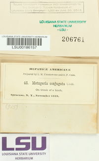 Metzgeria conjugata image