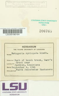 Metzgeria myriopoda image