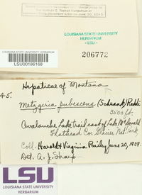 Metzgeria pubescens image
