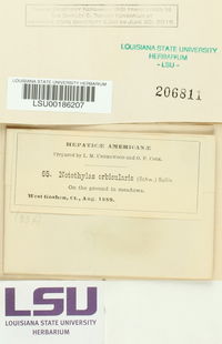 Notothylas orbicularis image