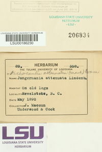 Neoorthocaulis attenuatus image