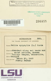 Pellia epiphylla image