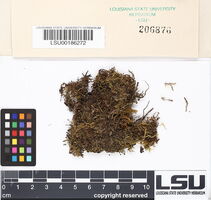 Plagiochila asplenioides image