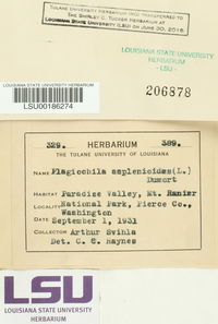 Plagiochila asplenioides image