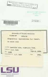 Plagiochila asplenioides image