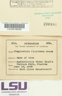 Plagiochila floridana image
