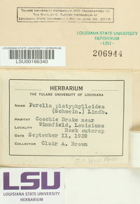Porella platyphylla image