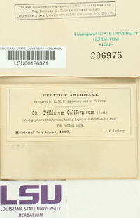 Ptilidium californicum image