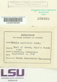 Radula australis image