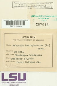 Reboulia hemisphaerica image