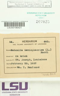 Reboulia hemisphaerica image