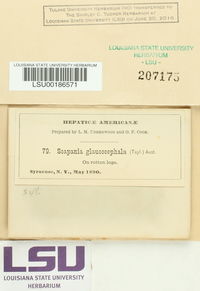Scapania glaucocephala image