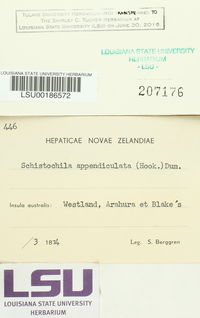 Schistochila appendiculata image