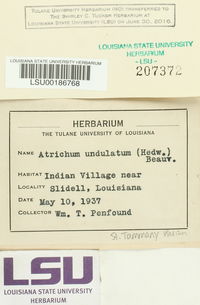 Atrichum undulatum image