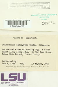 Aulacomnium androgynum image