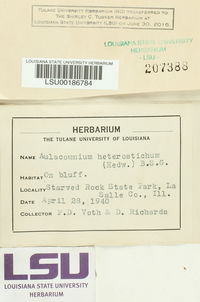 Aulacomnium heterostichum image