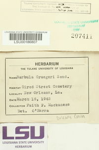 Hydrogonium cruegeri image