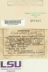 Brachelyma subulatum image