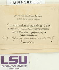 Brachythecium acutum image
