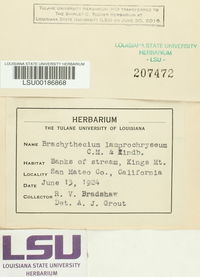 Brachythecium frigidum image