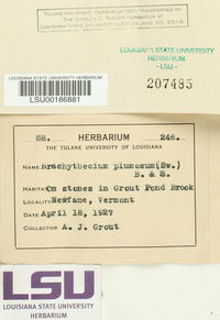 Sciuro-hypnum plumosum image