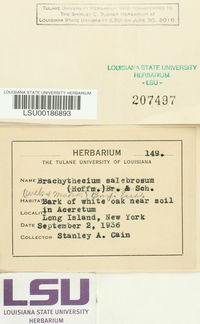 Brachythecium salebrosum image
