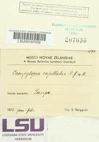 Campylopodium capillaceum image