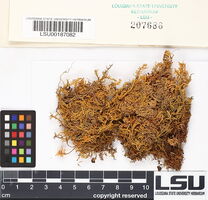 Claopodium crispifolium image