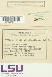 Dendroalsia abietina image