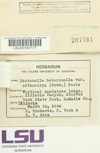 Dicranella heteromalla image