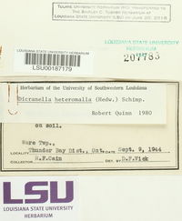 Dicranella heteromalla image
