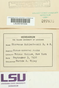 Dicranum muehlenbeckii image