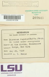 Dicranum polysetum image