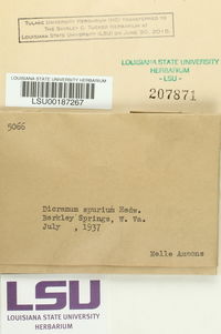 Dicranum spurium image