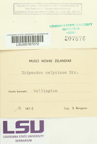 Didymodon calycinus image