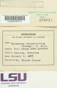 Ephemerum crassinervium image
