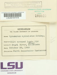 Ephemerum spinulosum image